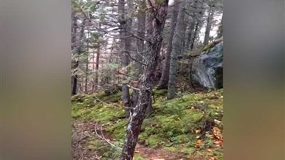 ملايين المشاهدات لظاهرة 