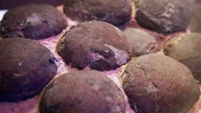 اكتشاف علمي مثير بشأن بيض الديناصورات