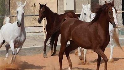 بعد توقف 8 سنوات.. فتح باب تصدير الخيول للأردن