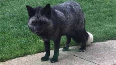 الثعلب الرمادي النادر يظهر لأول مرة منذ ربع قرن