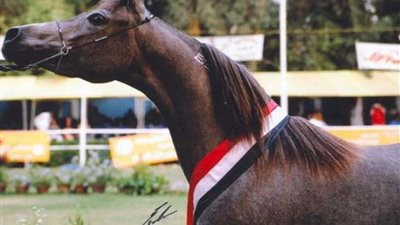 مصر تشارك في بطولة الجياد الأصيلة بالسعودية