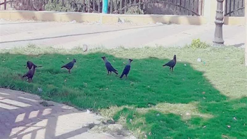 الغربان.. ظاهرة تشوه