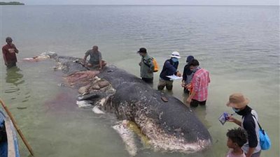 1000 قطعة بلاستيك داخل حوت في إندونيسيا (صور)