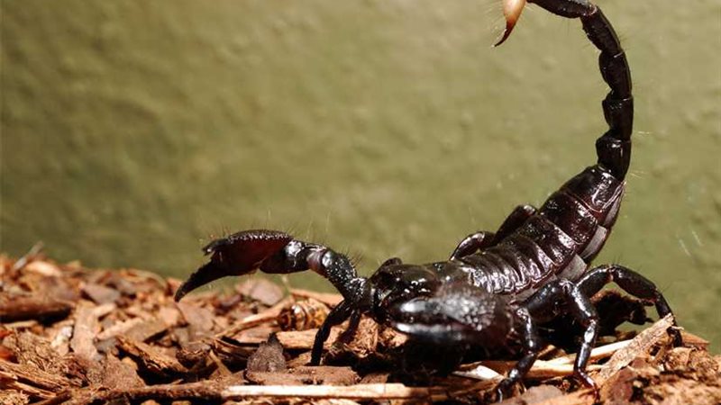 عقرب تلدغ ربة منزل