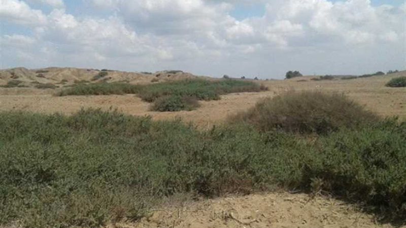 « سنجار».. جزيرة