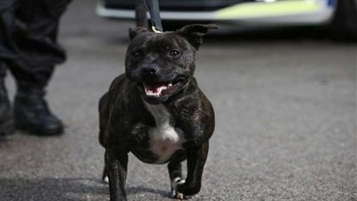 كلب ضال يحترف كشف المتفجرات والأسلحة والمخدرات