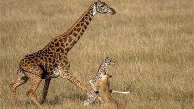 بالصور .. زرافة تحاول يائسة انقاذ طفلها من بين أنياب الأسد