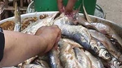 ضبط 9 أطنان سردين فاسد بالسنبلاوين