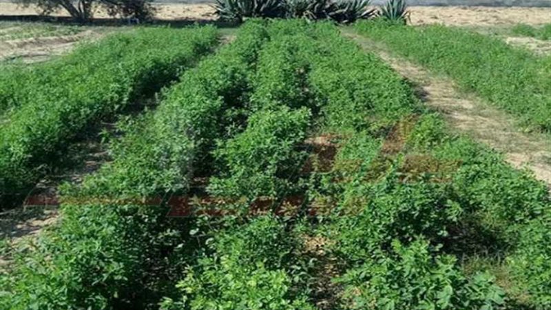 البرسيم الحجازي يواصل