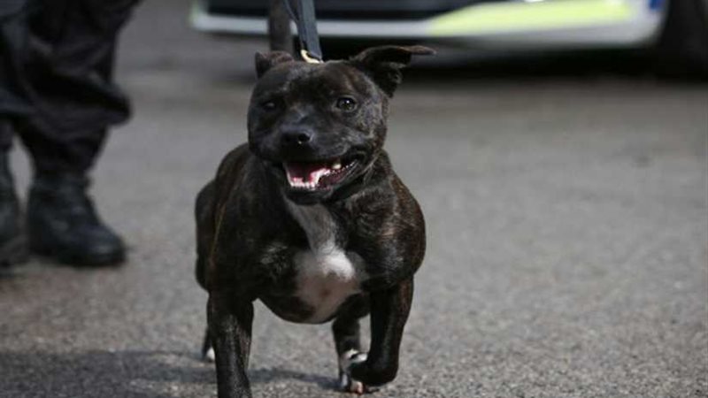 كلب ضال يحترف كشف