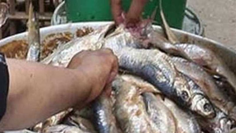 ضبط 9 أطنان سردين