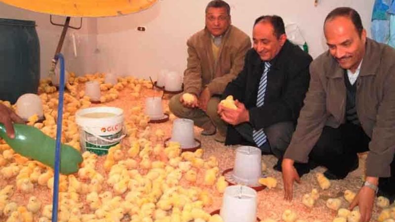 كليات جديدة بـالعريش