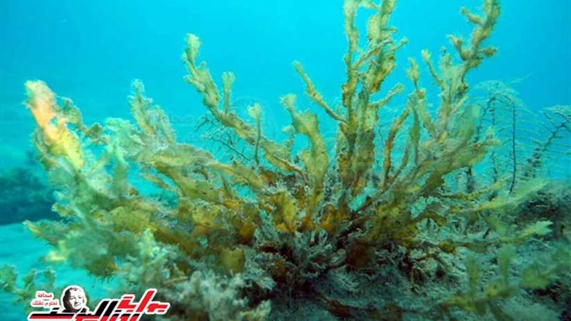 دور المجتمع المدني