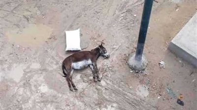 الكهرباء تصعق حمارًا بسبب الأمطار بأبو المطامير