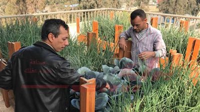 خضار وفاكهة بإيدك.. 