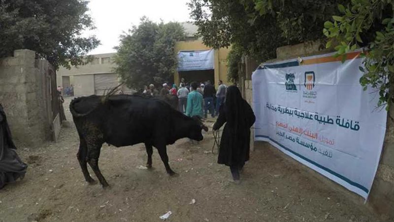 علاج 733 رأس ماشية