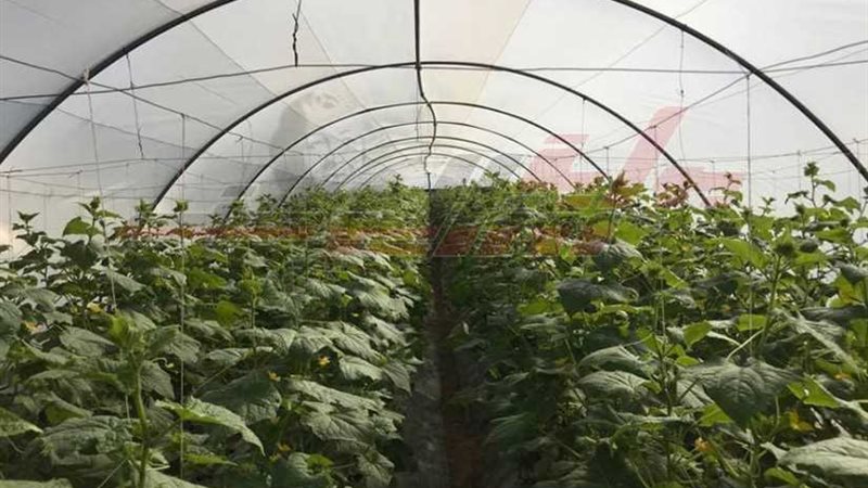 الصوب في القوصية