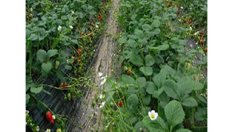 الحجر الزراعي: منظومة