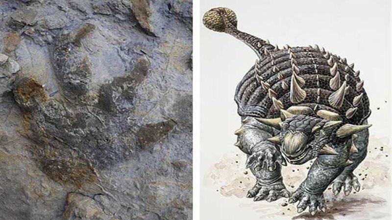 بالصور.. العثور على