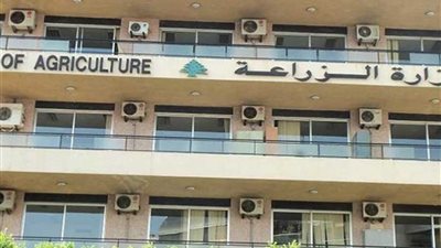 الزراعة: عدم استيراد شحنات عدس مسرطنة