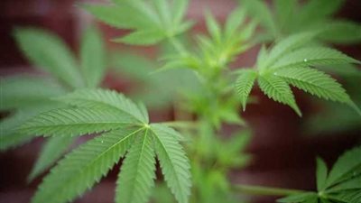 دراسة جديدة تكشف علاقة الحشيش بالقدرة على الإنجاب