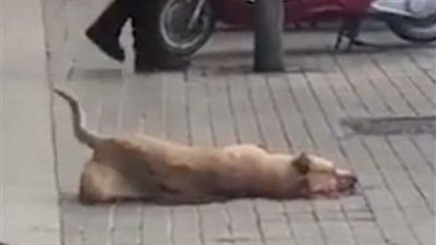 جريمة تهز إسبانيا.. والقتيل كلب!