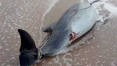 دولفين نافق على شاطئ الإسكندرية