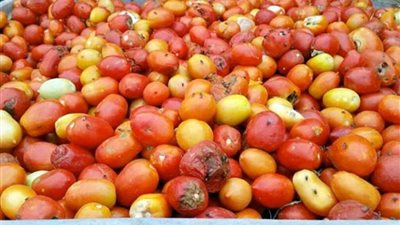ضبط 110 أطنان خضروات وفاكهة غير صالحة للاستهلاك الآدمي بالإسكندرية