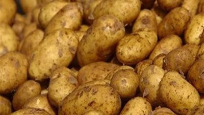 رئيس اتحاد الحاصلات البستانية: حققنا أهدافنا خلال الموسم الحالي في استيراد تقاوي البطاطس