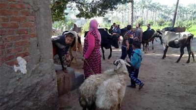 قوافل بيطرية لقرى الإسماعيلية