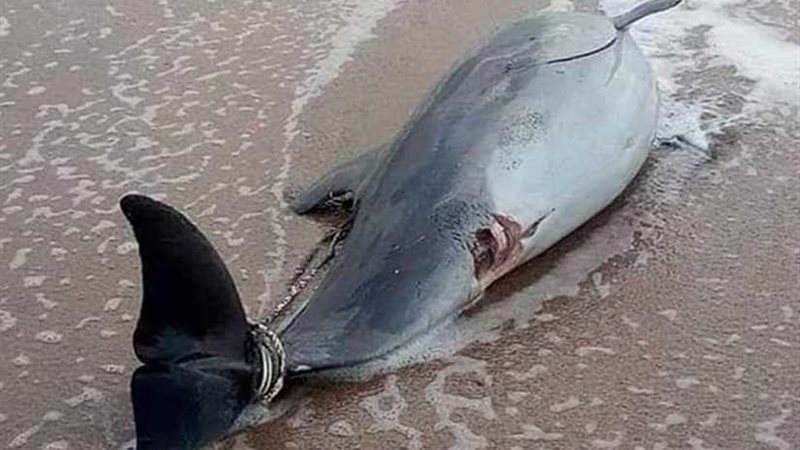 دولفين نافق على شاطئ