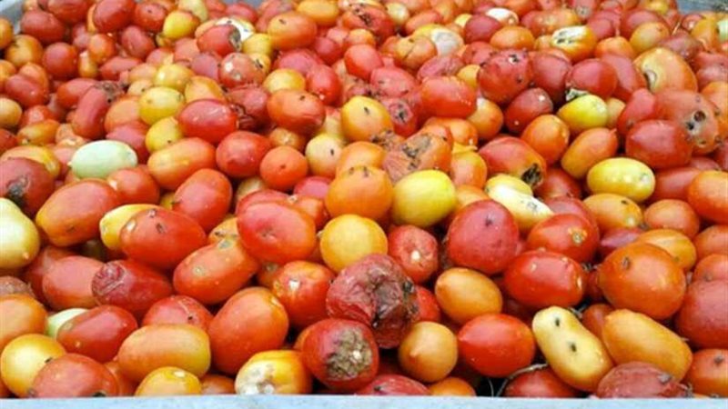 ضبط 110 أطنان خضروات