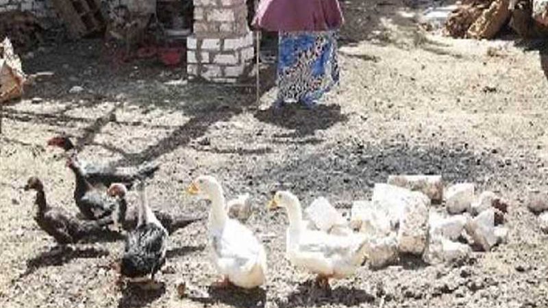 توزيع 1500 بطة على