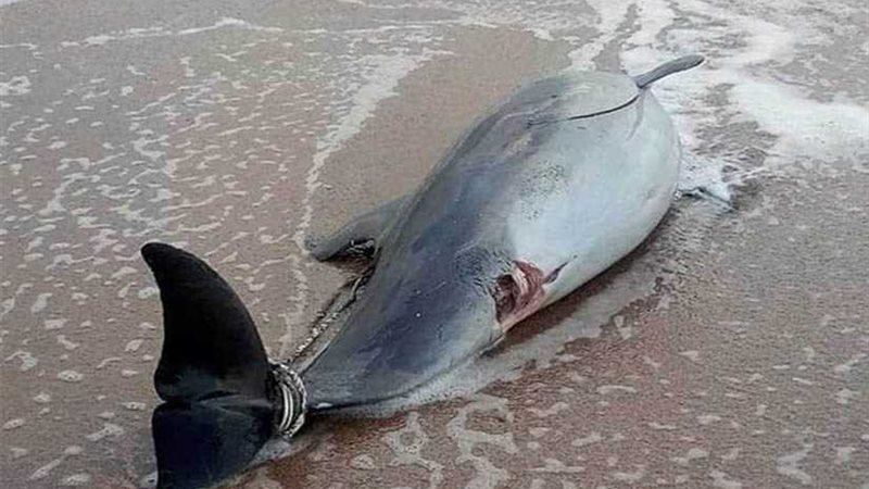 علوم البحار يكشف