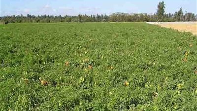 التعليم الفني الزراعي بين التحديات وحتمية التطوير 