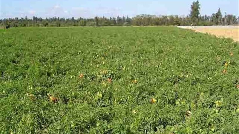 التعليم الفني الزراعي