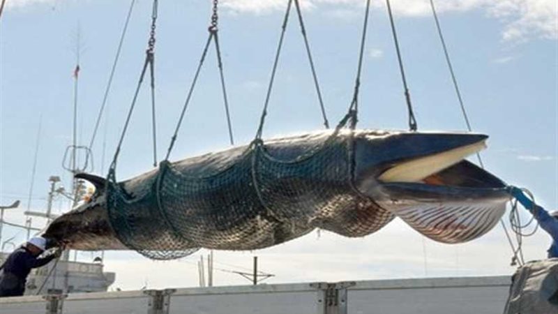 اليابان تعلن عزمها