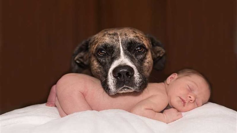 علماء.. تربية القطط