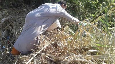 الانتهاء من تنفيذ حملة القوارض بزراعة البحيرة 