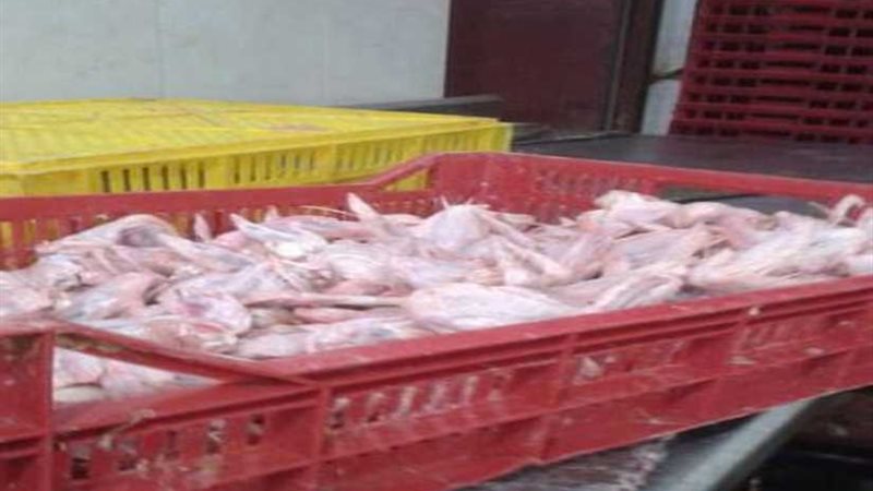 ضبط 6 أطنان هياكل