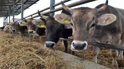 ضبط تشكيل عصابي لسرقة المواشي ببنها