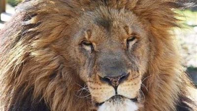 أسد يفترس مدربته بعد هروبه من القفص