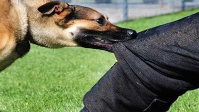 إعدام 26 كلبًا بعد عقر 3 مواطنين بنبروه