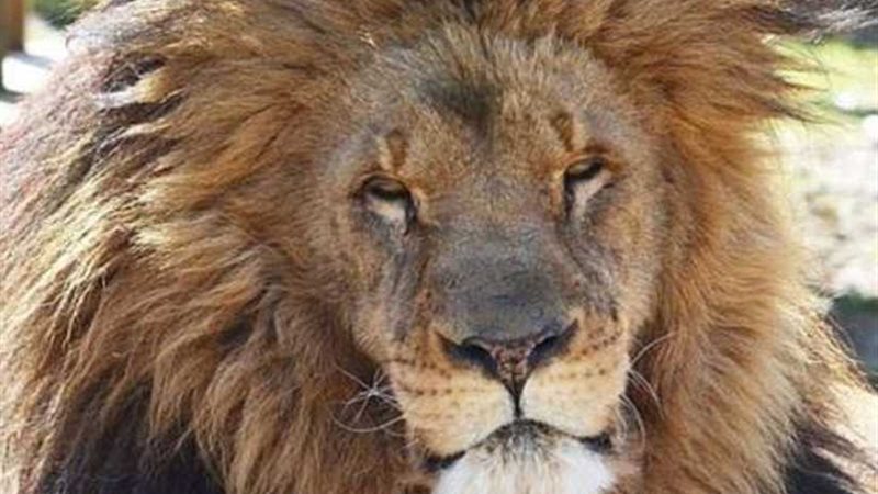 أسد يفترس مدربته