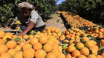 في شبرا النملة.. مزارعو البرتقال يتضررون من تأخير موعد التصدير