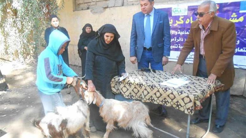 توزيع 18 رأس أغنام