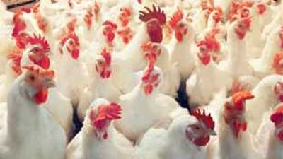 نائب وزير الزراعة تؤكد تشجيع الاستثمار الداجني والحيواني بالصعيد