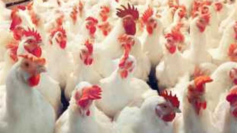 نائب وزير الزراعة