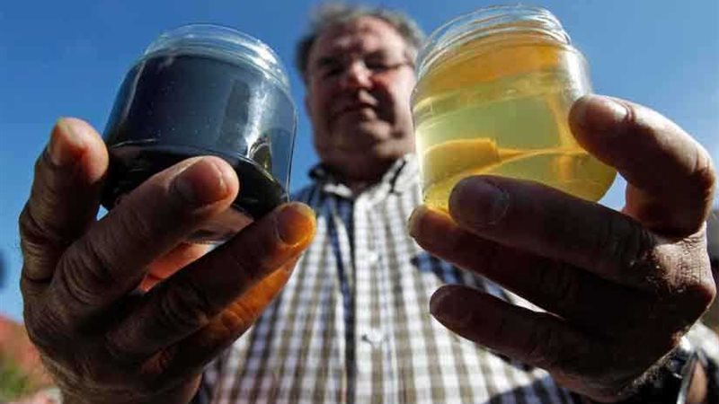 نحل ينتج عسلاً أزرق