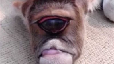 بقرة تلد عجلاً بعين واحدة كبيرة.. (فيديو وصور)